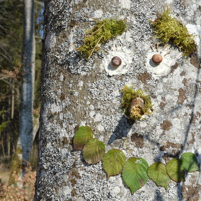 Waldp&auml;dagogik - Baum