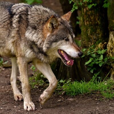 Wolfspr&auml;vention 